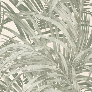 Congo Wallpaper