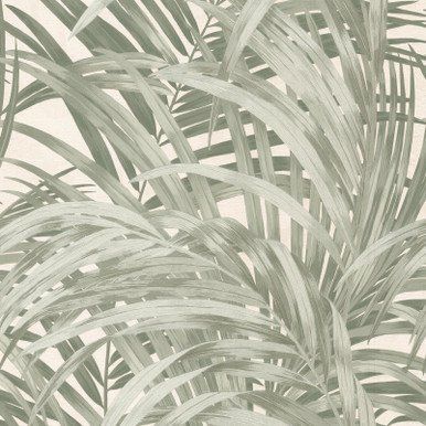 Congo Wallpaper