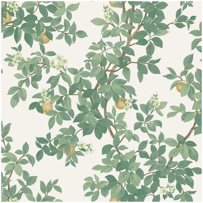 Orange Tree Wallpaper Cream Green